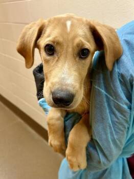 Dwight Fairfield -  Mixed Breed Dog for Adoption in Wichita, Kansas - Dwight Fairfield | PetCurious