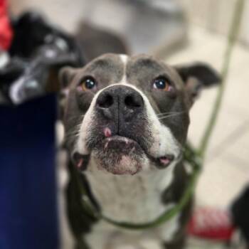 Stewie -  Mixed Breed Dog for Adoption in Charleston, West Virginia - Stewie | PetCurious