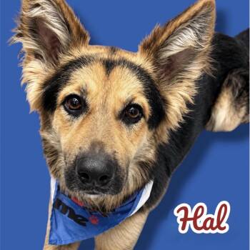 Hal -  German Shepherd Dog Dog for Adoption in Scottsdale, Arizona - Hal | PetCurious
