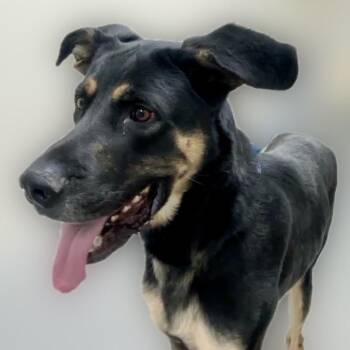 Percie -  Shepherd and Mixed Breed Dog for Adoption in Reno, Nevada - Percie | PetCurious