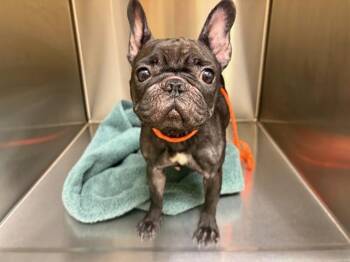 ELLIE -  French Bulldog Dog for Adoption in Tustin, California - ELLIE | PetCurious
