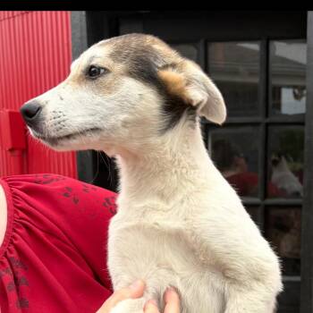 Shepherd and Husky Dogs Available for Adoption in Pittsburg, Kansas - Jules | PetCurious