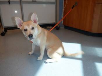 Rescue Cardigan Welsh Corgi Dogs for Adoption in San Jose, California - A1396891 | PetCurious