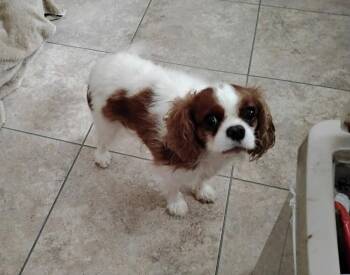 Parker -  Cavalier King Charles Spaniel Dog for Adoption in West Peoria, Illinois - Parker | PetCurious