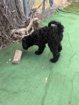Prince -  Standard Poodle Dog for Adoption in Moreno Valley, California - Prince | PetCurious
