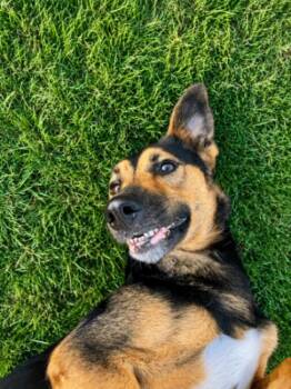 Billy Ray Waterbug -  German Shepherd Dog Dog for Adoption in Friendswood, Texas - Billy Ray Waterbug | PetCurious