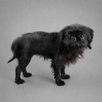 Capuchin -  Pekingese Dog for Adoption in Hardeeville, South Carolina - Capuchin | PetCurious