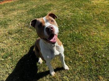 Staffordshire Bull Terrier and Mixed Breed Dogs Available for Adoption in Grovetown, Georgia - CREEK | PetCurious