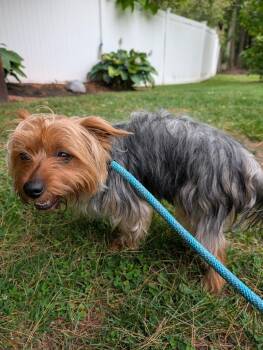 Cesar -  Yorkshire Terrier Dog for Adoption in Fall River, Massachusetts - Cesar | PetCurious