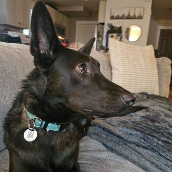 Rescue Belgian Shepherd Malinois Dogs for Adoption in Puyallup, Washington - Julio | PetCurious