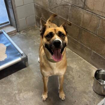 Fern -  Norwegian Elkhound Dog for Adoption in Brookfield, Missouri - Fern | PetCurious