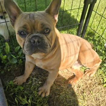 French Bulldog Dogs Available for Adoption in Zaleski, Ohio - Frankie | PetCurious