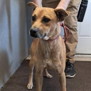 Ricardo -  Terrier Dog for Adoption in Hollister, Missouri - Ricardo | PetCurious