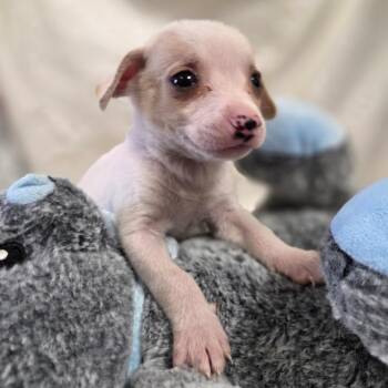 Chihuahua Dogs Available for Adoption - Caramel | PetCurious