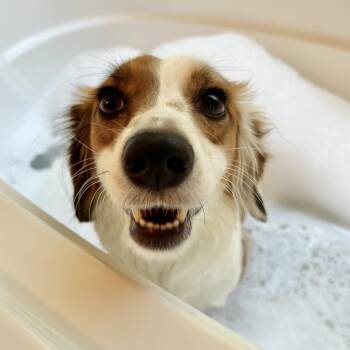 Penny Lane -  Dachshund Dog for Adoption in Wake Forest, North Carolina - Penny Lane | PetCurious