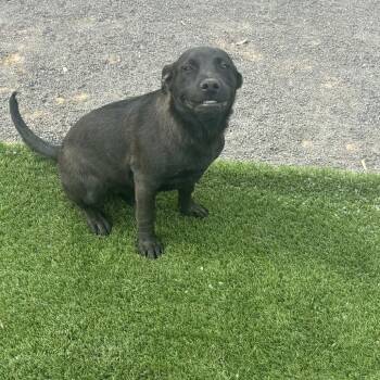 Black Labrador Retriever Dogs Available for Adoption in Phoenix, Arizona - Phantom | PetCurious