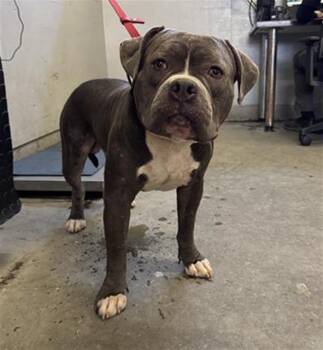 A886446 -  Pit Bull Terrier Dog for Adoption in Camarillo, California - A886446 | PetCurious