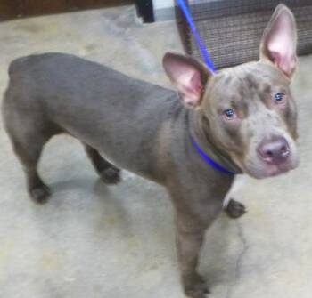 Pit Bull Terrier Dogs Available for Adoption in Lafayette, Louisiana - River | PetCurious