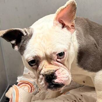 English Bulldog Dogs Available for Adoption in Philadelphia, Pennsylvania - Babybel | PetCurious