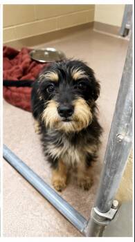 Thyme -  Terrier Dog for Adoption in Portland, Maine - Thyme | PetCurious