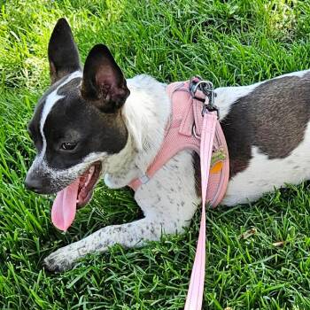 Mixed Breed Dogs Available for Adoption in Boone, Iowa - Margee | PetCurious