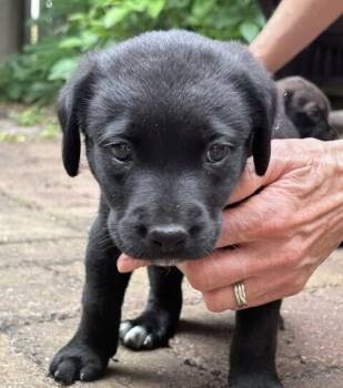 Baby Shadeaux -  Spaniel and Labrador Retriever Dog for Adoption in Washington, District Of Columbia - Baby Shadeaux | PetCurious