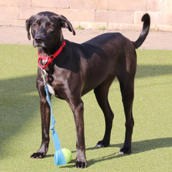 Rescue Mixed Breed Dogs for Adoption in Port Washington, New York - Willow | PetCurious