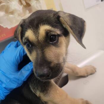 Rescue Mixed Breed Dogs for Adoption in Charleston, West Virginia - Atlantic Avenue | PetCurious