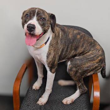 Fish -  Mixed Breed Dog for Adoption in Springboro, Ohio - Fish | PetCurious