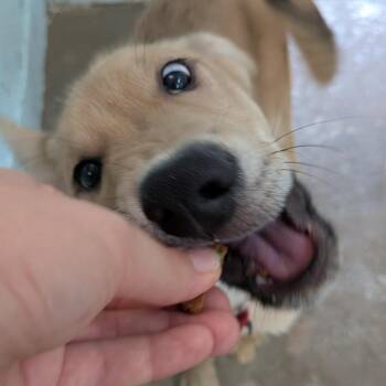 Vinny -  Shepherd and Mixed Breed Dog for Adoption in Tulsa, Oklahoma - Vinny | PetCurious