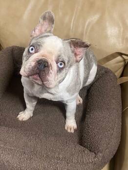 French Bulldog Dogs Available for Adoption in Oakland, California - Olivia | PetCurious
