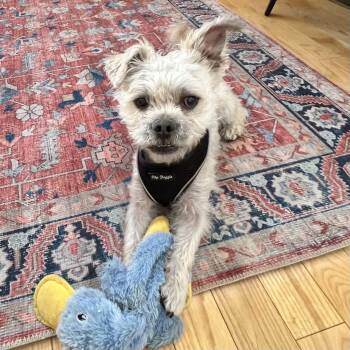 Clifford -  Poodle and West Highland White Terrier Westie Dog for Adoption in Boulder, Colorado - Clifford | PetCurious