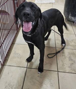 Pit Bull Terrier and Labrador Retriever Dogs Available for Adoption - Ranger | PetCurious