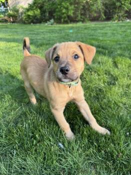 Mixed Breed Dogs Available for Adoption in Brewster, New York - Bailey (B Pups) | PetCurious
