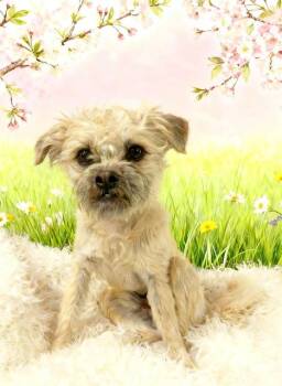 Pug and Mixed Breed Dogs Available for Adoption in Tehachapi, California - Taz | PetCurious