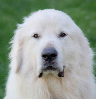 Judo -  Great Pyrenees Dog Available for Adoption in Nashville, Tennessee - Judo | PetCurious