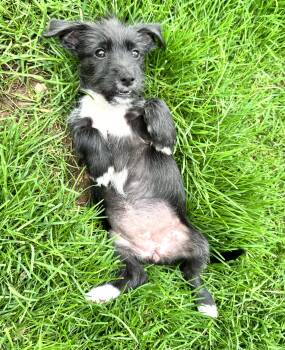 Miniature Schnauzer Dogs Available for Adoption in Gainesville, Virginia - Misty | PetCurious