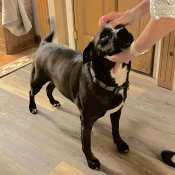Schmidt -  Terrier and Retriever Dog for Adoption in Corpus Christi, Texas - Schmidt | PetCurious