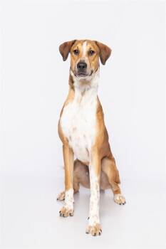 ARLO -  Foxhound and Mixed Breed Dog for Adoption in Doral, Florida - ARLO | PetCurious