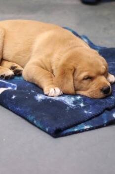 Mixed Breed Dogs Available for Adoption - Merlin | PetCurious