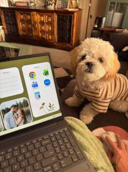 Benny -  Shih Tzu and Poodle Dog for Adoption in Rathdrum, Idaho - Benny | PetCurious