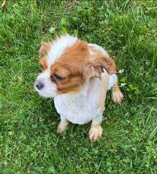 Cavalier King Charles Spaniel Dogs Available for Adoption in Matthews, North Carolina - Cavalier 2 | PetCurious