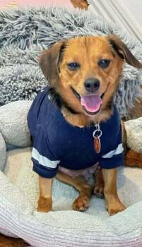 Nikki -  Dachshund Dog for Adoption in Parker, Colorado - Nikki | PetCurious
