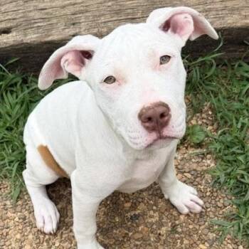 Ella Lionheart -  American Bulldog Dog for Adoption in Andover, Massachusetts - Ella Lionheart | PetCurious