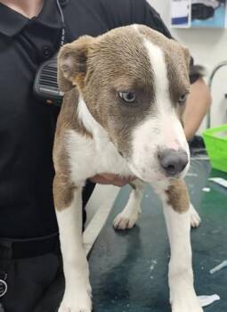 Pit Bull Terrier and Mixed Breed Dogs Available for Adoption in Rowlett, Texas - BALDUR | PetCurious