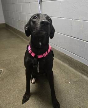 RAVEN -  Mixed Breed Dog for Adoption in Jacksonville, Florida - RAVEN | PetCurious