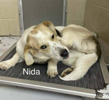 Basset Hound and Labrador Retriever Dogs Available for Adoption - Nida | PetCurious