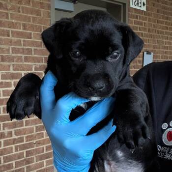 Sarsaparilla -  Pit Bull Terrier Dog for Adoption in Birmingham, Alabama - Sarsaparilla | PetCurious