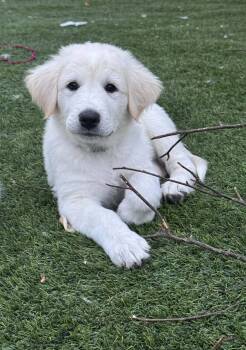 Gregory -  Great Pyrenees and Akbash Dog for Adoption in Denver, Colorado - Gregory | PetCurious