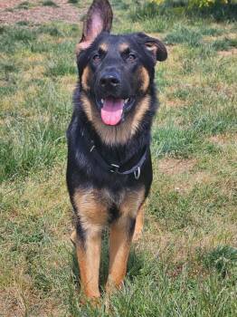 Feather -  German Shepherd Dog Dog for Adoption in Salem, Oregon - Feather | PetCurious